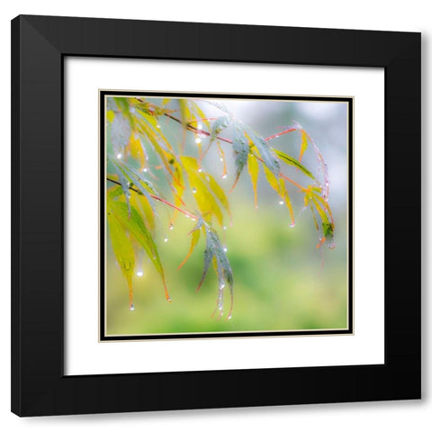 Washington State-Sammamish dew drops on Japanese Maple leaves Black Modern Wood Framed Art Print with Double Matting by Gulin, Sylvia
