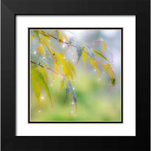 Washington State-Sammamish dew drops on Japanese Maple leaves Black Modern Wood Framed Art Print with Double Matting by Gulin, Sylvia