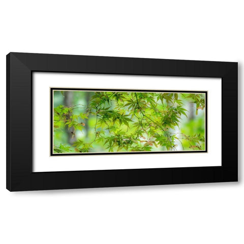 Washington State-Sammamish-looking up through Japanese Maple Leaves in Autumns colors Black Modern Wood Framed Art Print with Double Matting by Gulin, Sylvia