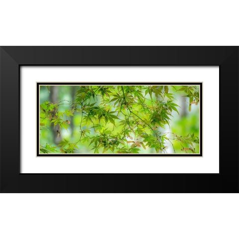Washington State-Sammamish-looking up through Japanese Maple Leaves in Autumns colors Black Modern Wood Framed Art Print with Double Matting by Gulin, Sylvia