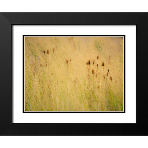 Washington State-Palouse-Eastern Washington and Teasel and grasses gold colors Black Modern Wood Framed Art Print with Double Matting by Gulin, Sylvia