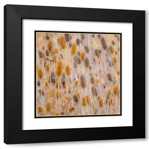 Washington State-Palouse-Eastern Washington and Teasel and grasses gold colors Black Modern Wood Framed Art Print with Double Matting by Gulin, Sylvia