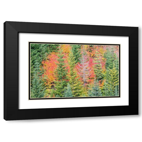 Stampede Pass-Washington State-Cascade Mountains with reds of Vine Maple trees Black Modern Wood Framed Art Print with Double Matting by Gulin, Sylvia