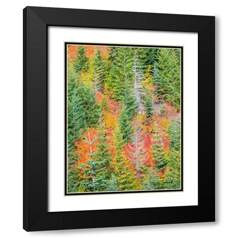 Stampede Pass-Washington State-Cascade Mountains with reds of Vine Maple trees Black Modern Wood Framed Art Print with Double Matting by Gulin, Sylvia