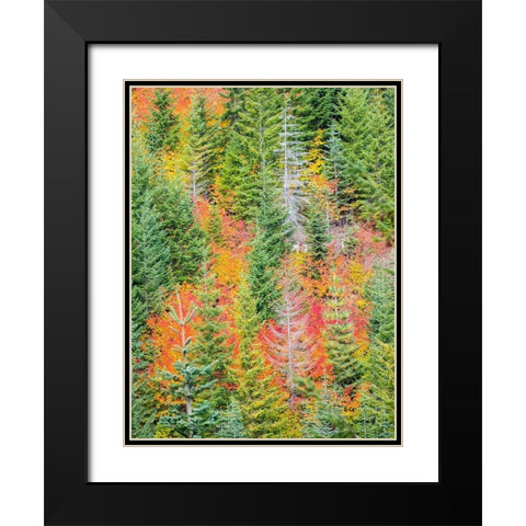 Stampede Pass-Washington State-Cascade Mountains with reds of Vine Maple trees Black Modern Wood Framed Art Print with Double Matting by Gulin, Sylvia