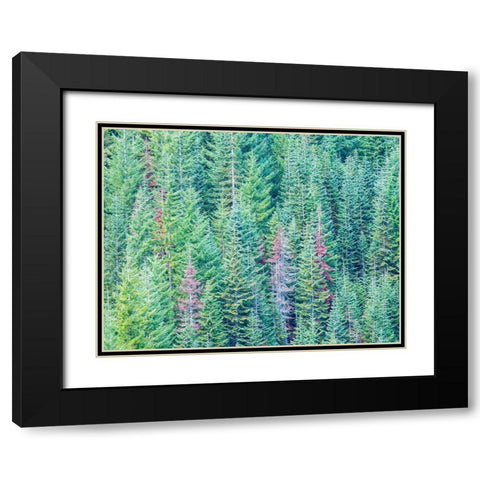 Stampede Pass-Washington State-Cascade Mountains Douglas Fir Evergreens autumn Black Modern Wood Framed Art Print with Double Matting by Gulin, Sylvia