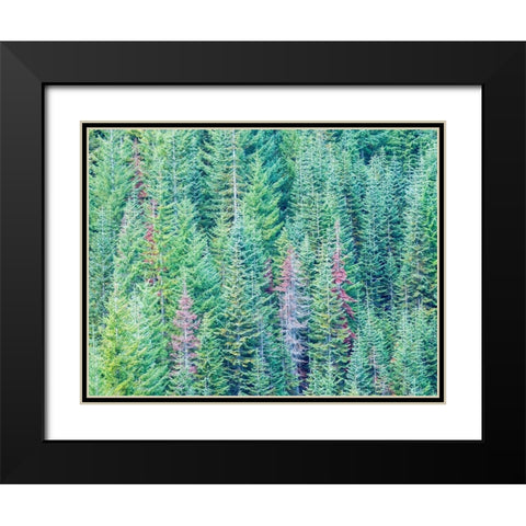 Stampede Pass-Washington State-Cascade Mountains Douglas Fir Evergreens autumn Black Modern Wood Framed Art Print with Double Matting by Gulin, Sylvia