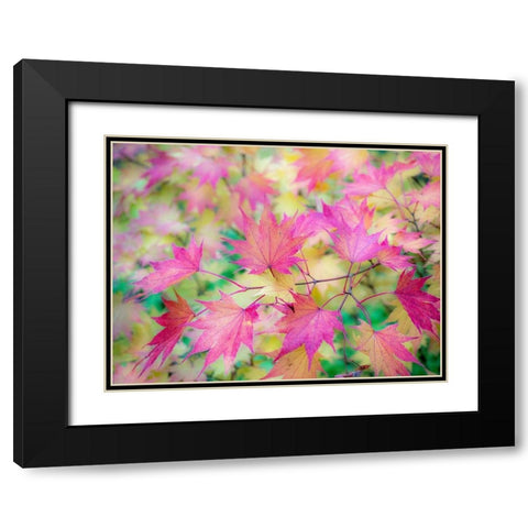 Washington State-Sammamish Japanese Maple leaves fall colors in gold and reds Black Modern Wood Framed Art Print with Double Matting by Gulin, Sylvia