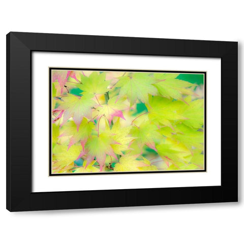 Washington State-Sammamish Japanese Maple leaves fall colors in gold and reds Black Modern Wood Framed Art Print with Double Matting by Gulin, Sylvia