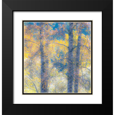 Washington State-Preston with Cottonwood trees springtime leafing out Black Modern Wood Framed Art Print with Double Matting by Gulin, Sylvia