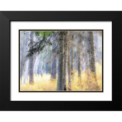Washington State-Blewett Pass in autumn and Larch trees in fire damaged area Black Modern Wood Framed Art Print with Double Matting by Gulin, Sylvia