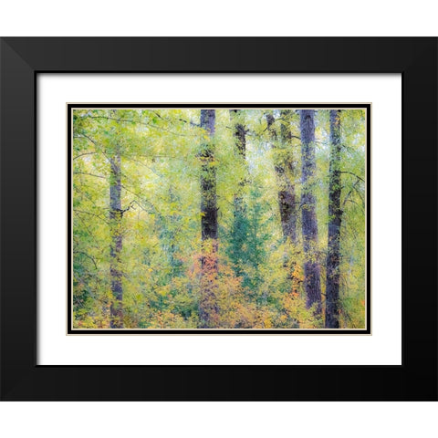 Washington State-Easton-Eastern Washington fall colors with vine maple and cottonwoods Black Modern Wood Framed Art Print with Double Matting by Gulin, Sylvia