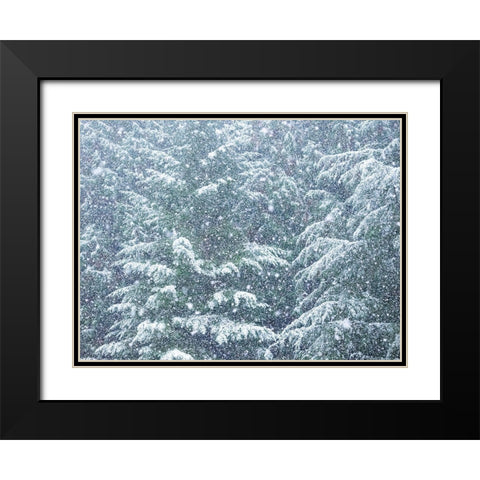 Washington State-Sammamish fresh Autumn heavy snowfall coming down on Evergreens Black Modern Wood Framed Art Print with Double Matting by Gulin, Sylvia
