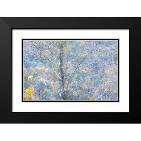 Washington State-Sammamish fresh Autumn snowfall on Fall Colored Japanese Cherry trees Black Modern Wood Framed Art Print with Double Matting by Gulin, Sylvia