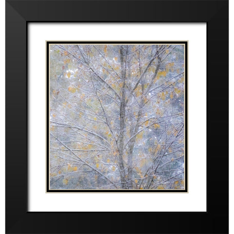 Washington State-Sammamish fresh Autumn snowfall on Fall Colored Japanese Cherry trees Black Modern Wood Framed Art Print with Double Matting by Gulin, Sylvia