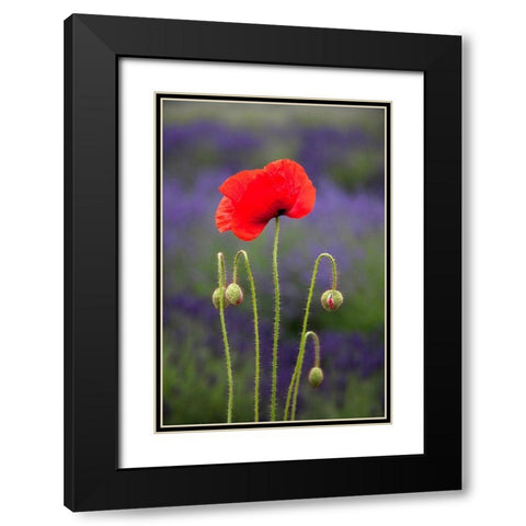 Washington State-Sequim-early summer blooming red poppies Black Modern Wood Framed Art Print with Double Matting by Gulin, Sylvia