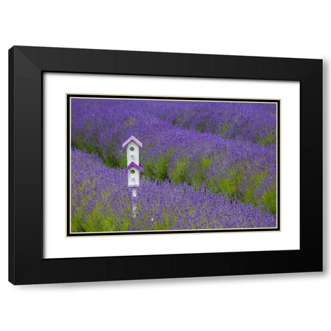 Washington State-Sequim-early summer blooming Lavender fields rows with bird house Black Modern Wood Framed Art Print with Double Matting by Gulin, Sylvia