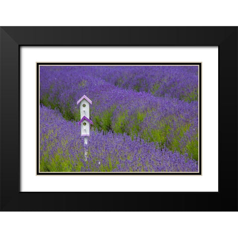 Washington State-Sequim-early summer blooming Lavender fields rows with bird house Black Modern Wood Framed Art Print with Double Matting by Gulin, Sylvia