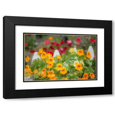 Washington State-Sequim-early summer blooming Nasturtium and white picket fence Black Modern Wood Framed Art Print with Double Matting by Gulin, Sylvia