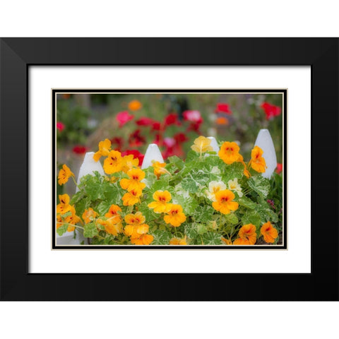 Washington State-Sequim-early summer blooming Nasturtium and white picket fence Black Modern Wood Framed Art Print with Double Matting by Gulin, Sylvia