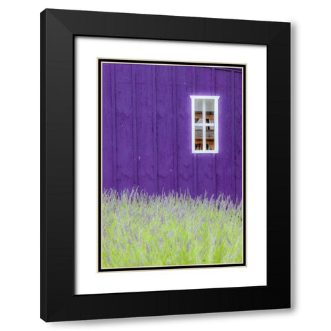 Sequim-Washington State-field of Lavender and Lavender painted wood barn and white framed window Black Modern Wood Framed Art Print with Double Matting by Gulin, Sylvia