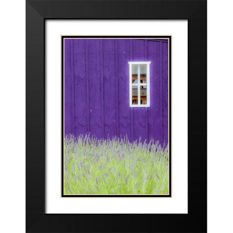 Sequim-Washington State-field of Lavender and Lavender painted wood barn and white framed window Black Modern Wood Framed Art Print with Double Matting by Gulin, Sylvia