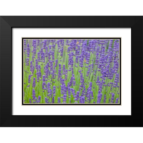 Washington State-Sequim-early summer blooming Lavender fields Black Modern Wood Framed Art Print with Double Matting by Gulin, Sylvia