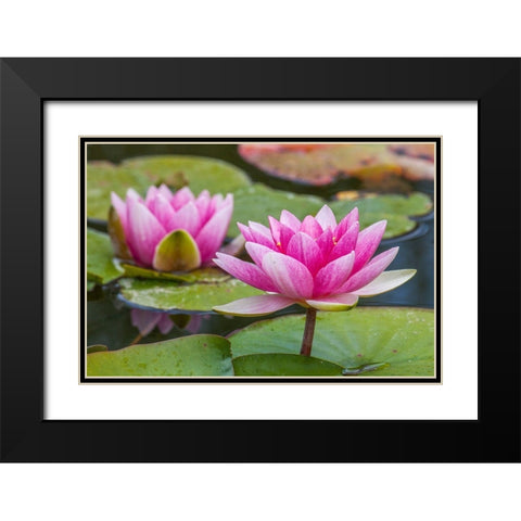 Washington State-Seattle-Woodland Park garden with waterlilies blooming Black Modern Wood Framed Art Print with Double Matting by Gulin, Sylvia