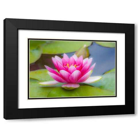 Washington State-Seattle-Woodland Park garden with waterlilies blooming Black Modern Wood Framed Art Print with Double Matting by Gulin, Sylvia