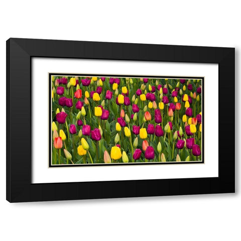 Washington State-Skagit-Western Washington springtime blooming tulips-grape hyacinth Black Modern Wood Framed Art Print with Double Matting by Gulin, Sylvia