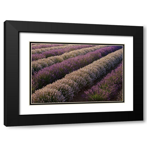 Sequim-Washington State-field of Lavender Black Modern Wood Framed Art Print with Double Matting by Gulin, Sylvia