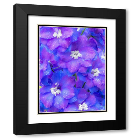 Washington State-Sammamish close up image of a blue delphinium Black Modern Wood Framed Art Print with Double Matting by Gulin, Sylvia
