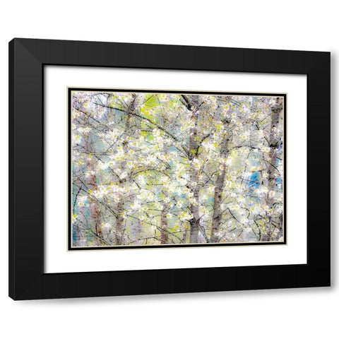 Washington State-Fall City springtime with blooming cherry trees and cottonwood trees Black Modern Wood Framed Art Print with Double Matting by Gulin, Sylvia
