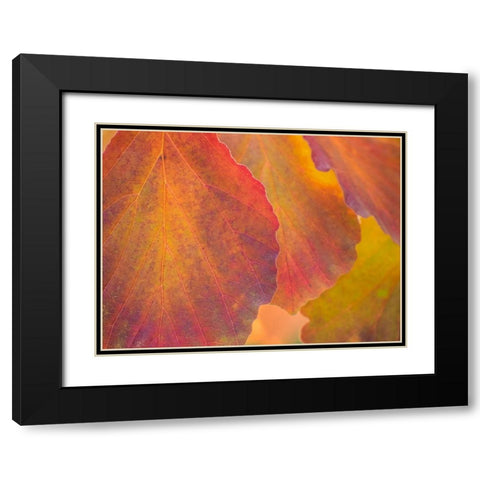 Washington State-Sammamish witch hazel leaves with fall color Black Modern Wood Framed Art Print with Double Matting by Gulin, Sylvia
