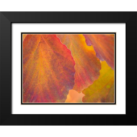 Washington State-Sammamish witch hazel leaves with fall color Black Modern Wood Framed Art Print with Double Matting by Gulin, Sylvia
