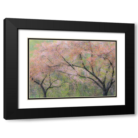 Washington State-Fall City springtime and cherry trees just beginning to bloom Black Modern Wood Framed Art Print with Double Matting by Gulin, Sylvia