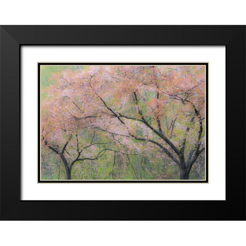 Washington State-Fall City springtime and cherry trees just beginning to bloom Black Modern Wood Framed Art Print with Double Matting by Gulin, Sylvia