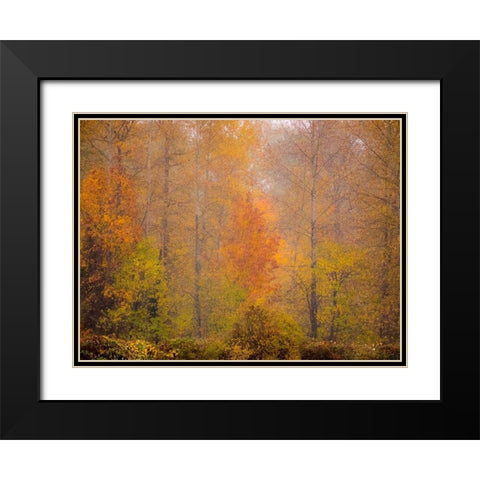 Washington State-Fall City and fall colors in yellows and golds Black Modern Wood Framed Art Print with Double Matting by Gulin, Sylvia