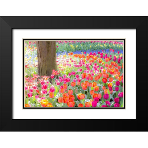 Washington State-Skagit-Western Washington springtime blooming tulips-grape hyacinth Black Modern Wood Framed Art Print with Double Matting by Gulin, Sylvia