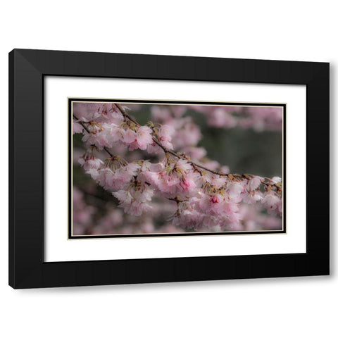 USA-Washington State-Fall City-Springtime cherry trees blooming along Snoqualmie River Black Modern Wood Framed Art Print with Double Matting by Gulin, Sylvia
