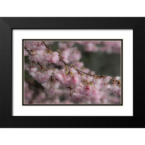 USA-Washington State-Fall City-Springtime cherry trees blooming along Snoqualmie River Black Modern Wood Framed Art Print with Double Matting by Gulin, Sylvia
