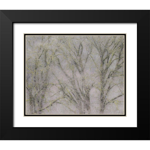 USA-Washington State-Fall City soft focus springtime Big Leaf Maple trees Black Modern Wood Framed Art Print with Double Matting by Gulin, Sylvia