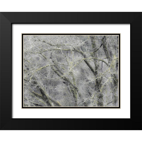USA-Washington State-Fall City soft focus springtime Big Leaf Maple trees Black Modern Wood Framed Art Print with Double Matting by Gulin, Sylvia