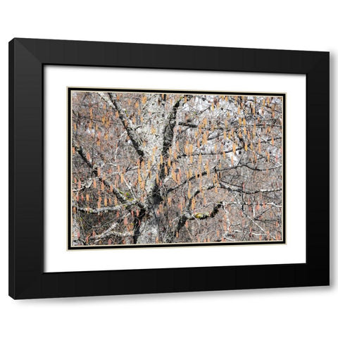 USA-Washington State-Carnation-Pacific Northwest early spring Alder Trees Black Modern Wood Framed Art Print with Double Matting by Gulin, Sylvia