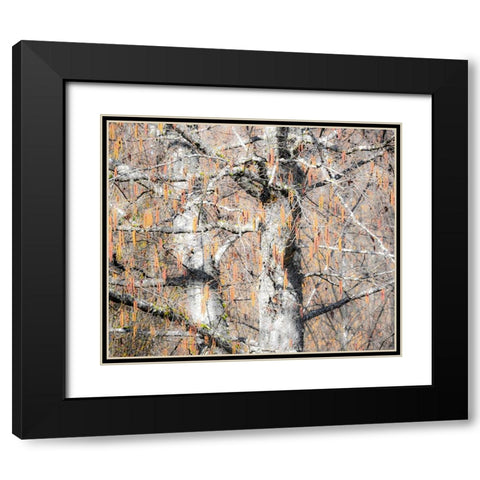USA-Washington State-Carnation-Pacific Northwest early spring Alder Trees Black Modern Wood Framed Art Print with Double Matting by Gulin, Sylvia