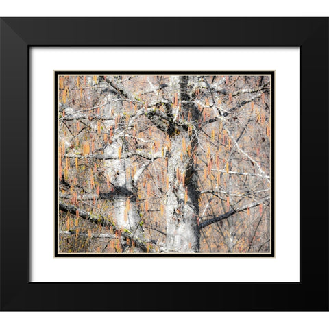 USA-Washington State-Carnation-Pacific Northwest early spring Alder Trees Black Modern Wood Framed Art Print with Double Matting by Gulin, Sylvia