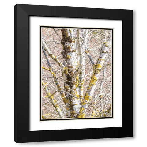 USA-Washington State-Bellevue-Birch tree with lichen early spring Black Modern Wood Framed Art Print with Double Matting by Gulin, Sylvia