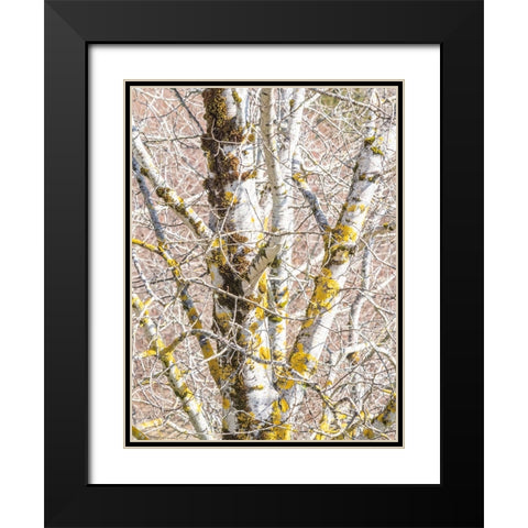 USA-Washington State-Bellevue-Birch tree with lichen early spring Black Modern Wood Framed Art Print with Double Matting by Gulin, Sylvia