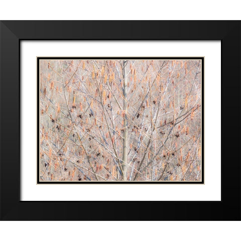 USA-Washington State-Carnation-Pacific Northwest early spring Alder Trees Black Modern Wood Framed Art Print with Double Matting by Gulin, Sylvia