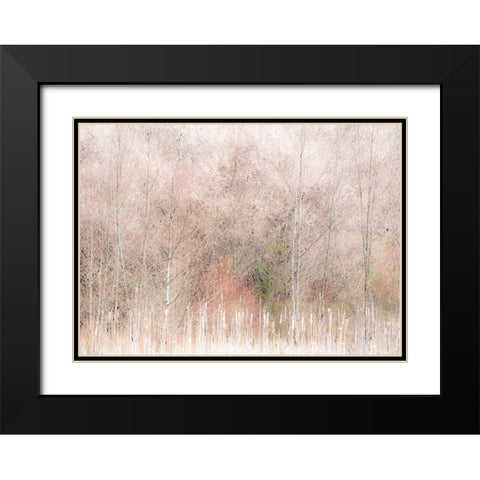 USA-Washington State-Carnation-Pacific Northwest early spring Alder Trees Black Modern Wood Framed Art Print with Double Matting by Gulin, Sylvia